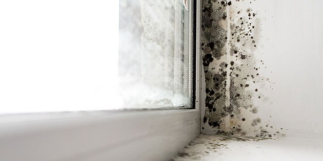 Das sagt der OGH zu Schimmel in der Wohnung (c) fotolia.de